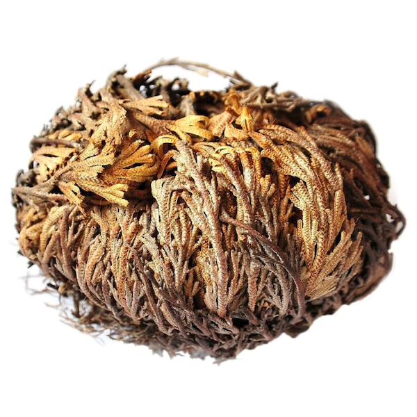 Resurrection Plant